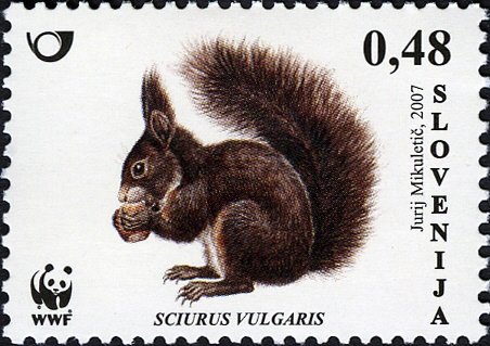 Animals – WWF – Red Squirrel 