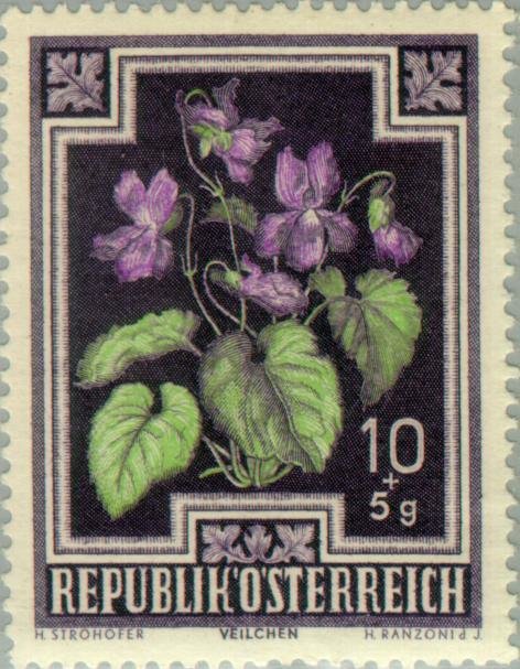 Wild Violets (Viola odorata)