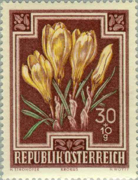 Spring Crocus (Crocus vernus)