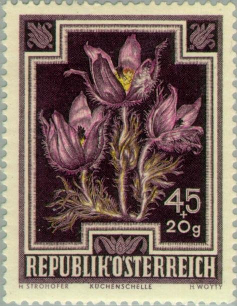 Pasque Flower (Pulsatilla vulgaris)