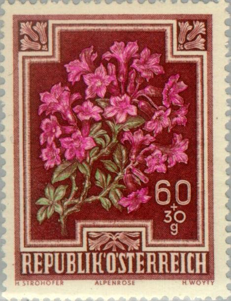 Alpen Rose (Rhododendron hirsutum)