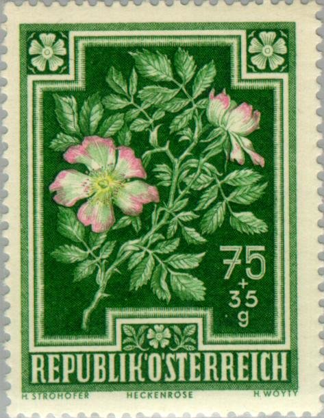 Dog Rose (Rosa canina)