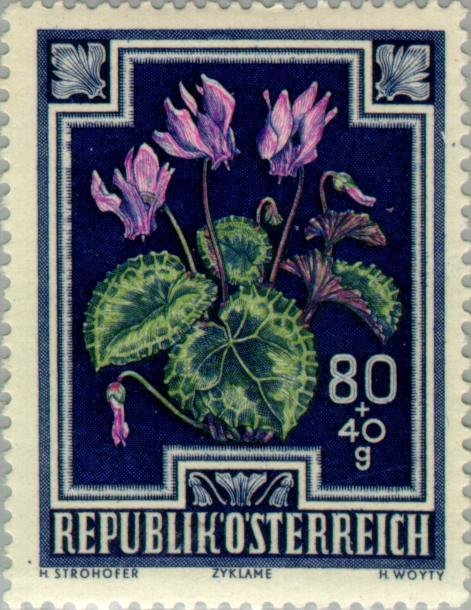Alpine/Purple cyclamen (Cyclamen purpurascens)