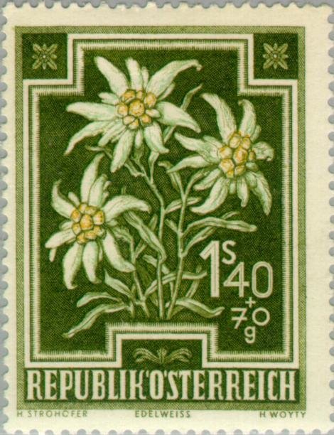 Edelweiss (Leontopodium alpinum)