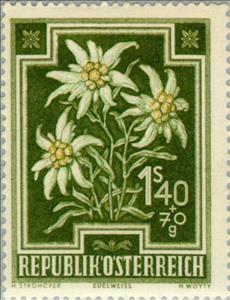Stamp, Edelweiss (Leontopodium alpinum), Austria,  , Flowers, Plants (Flora), Tuberculosis / TBC