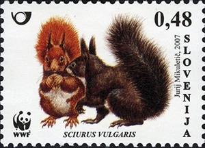 Stamp, Animals – WWF – Red Squirrel , Slovenia,  , WWF, Squirrels, Animals (Fauna)
