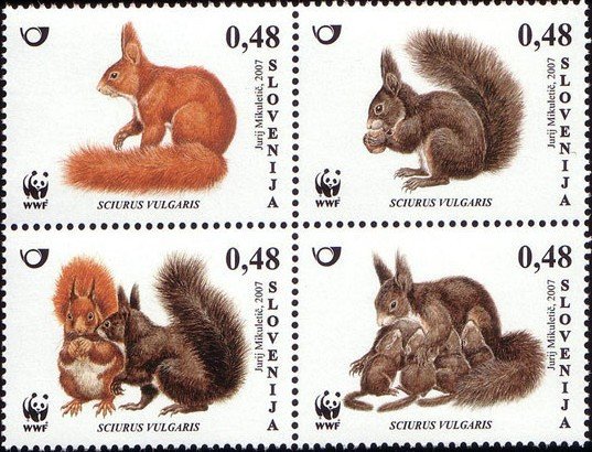 Animals – WWF – Red Squirrel 