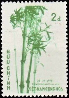 Bambusa nitida