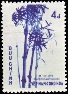 Bambusa nitida