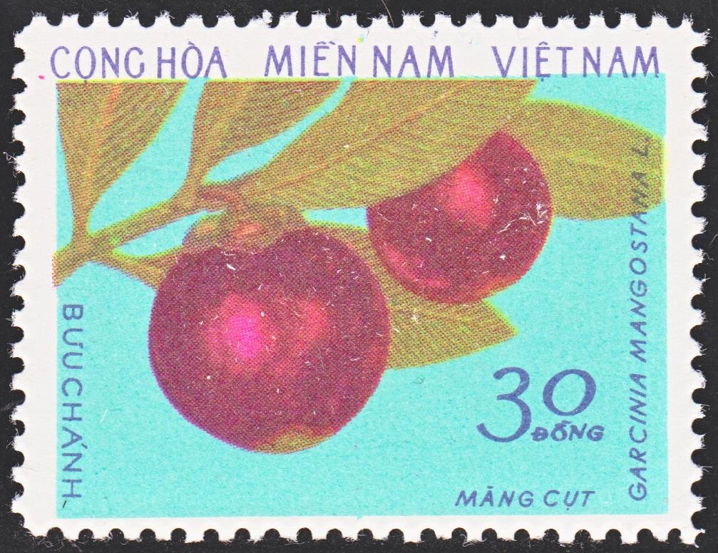 Purple Mangosteen
