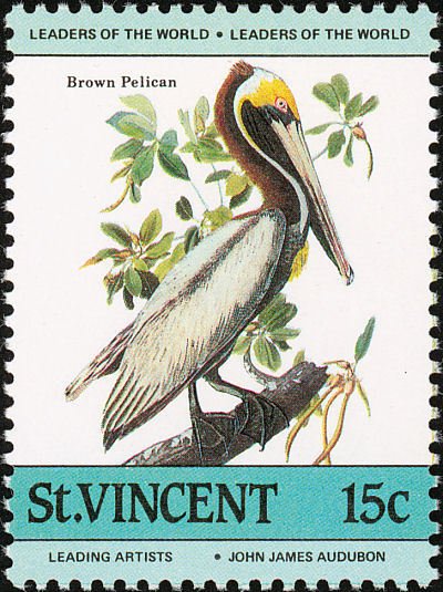 Brown Pelican (Pelecanus occidentalis)