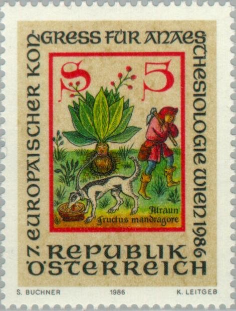 Discovery of the magic herb Mandragora, medieval depiction