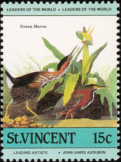 Green Heron (Butorides virescens)