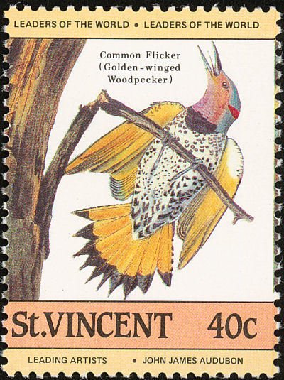 Northern Flicker (Colaptes auratus)