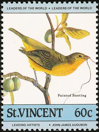 Painted Bunting (Passerina ciris)