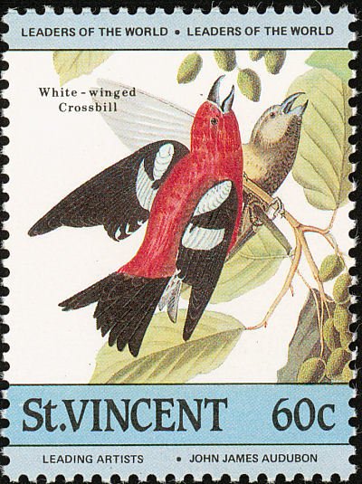 Two-barred Crossbill (Loxia leucoptera)