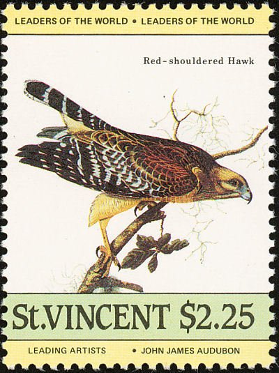 Red-shouldered Hawk (Buteo lineatus) 