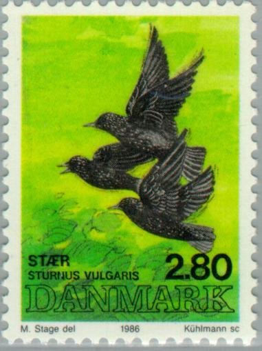 Common Starling (Sturnus vulgaris)