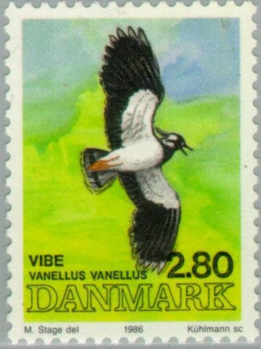 Northern Lapwing/Peewit (Vanellus vanellus)