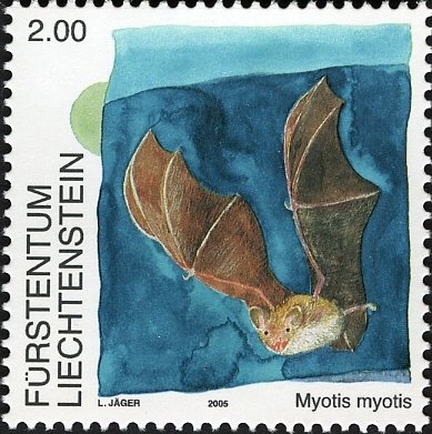 Greater Mouse-eared Bat (Myotis myotis)