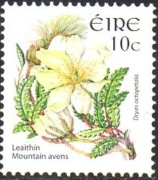 Mountain Avens - Dryas octopetala