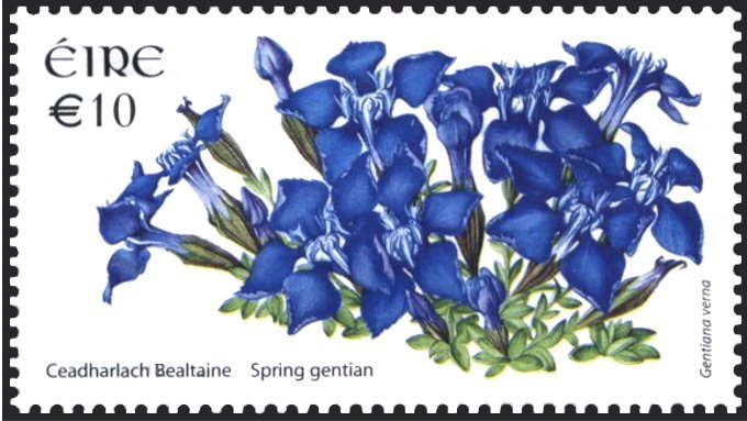 Spring Gentian - Gentiana verna