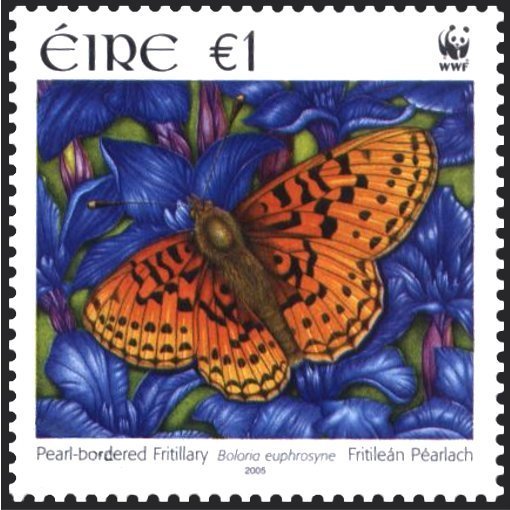 Pearl-bordered Fritillary (Boloria euphrosyne) 
