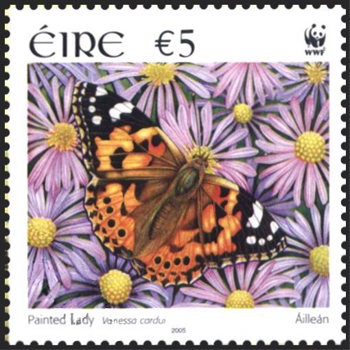 Painted Lady (Vanessa cardui)