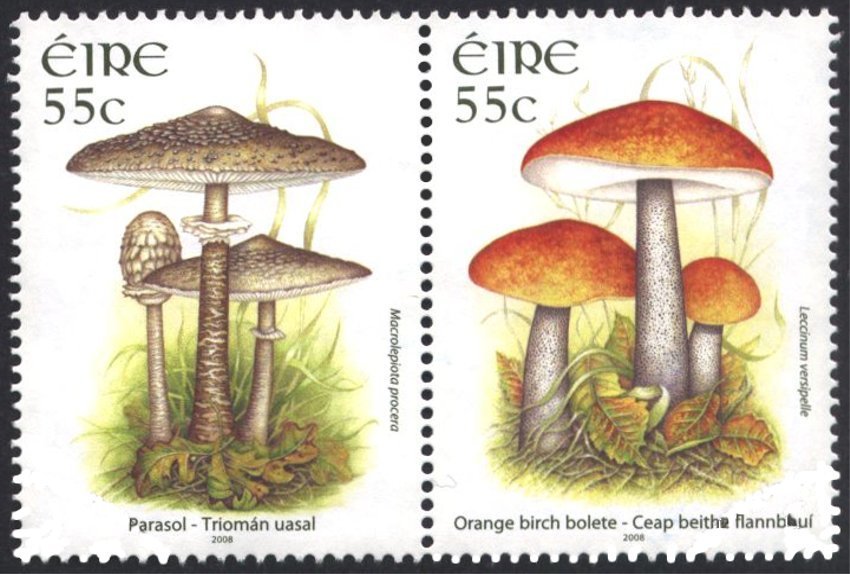 Parasol and Orange Birch Bolete