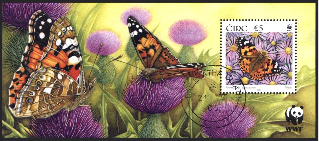 Painted Lady (Vanessa cardui)