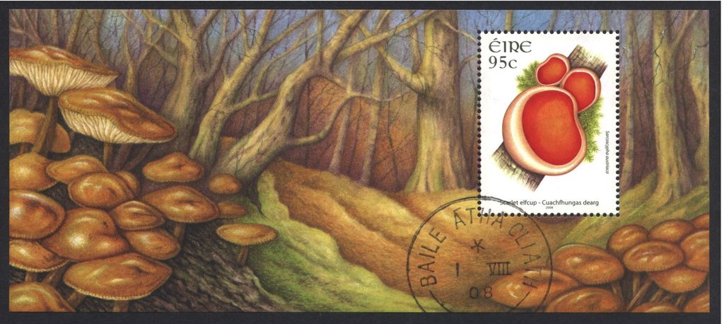 Scarlet Elfcup - Sacroscypha austriaca