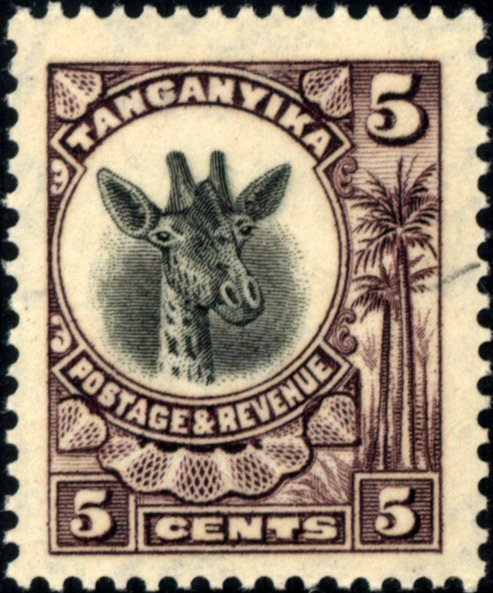 Giraffe (Giraffa camelopardalis)