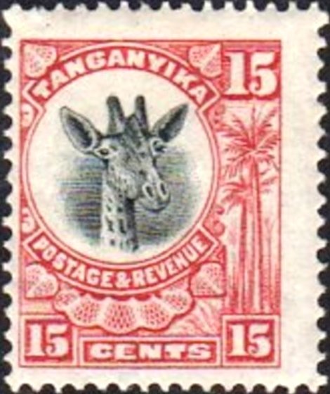Giraffe (Giraffa camelopardalis)