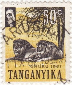 Lion (Panthera leo)