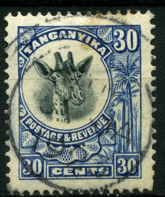 Giraffe (Giraffa camelopardalis)