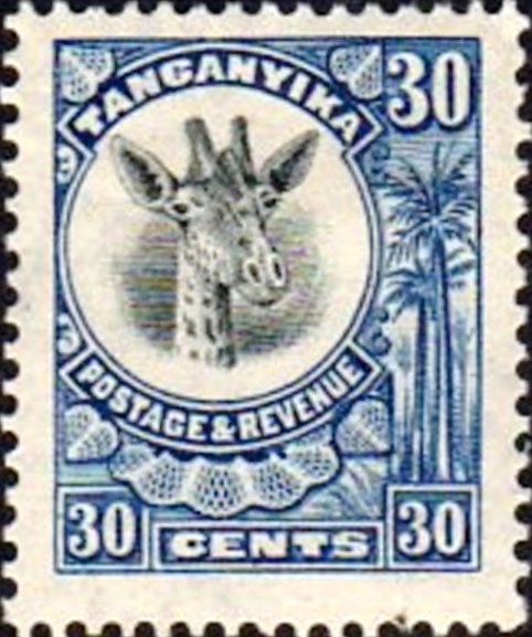 Giraffe (Giraffa camelopardalis)