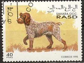 Dogs
