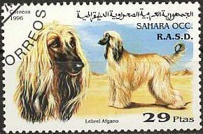 Dogs
