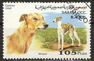 Dogs