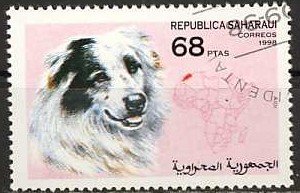Dogs