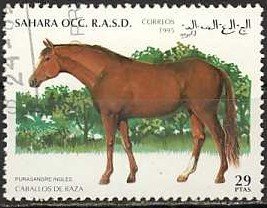 English thoroughbred