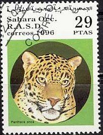 Wild cats