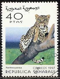 Wild cats