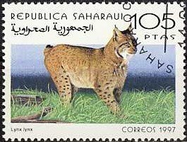 Wild cats