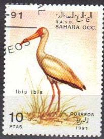 Ibis ibis