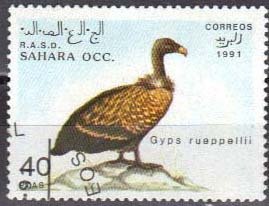 Gyps rueppellii