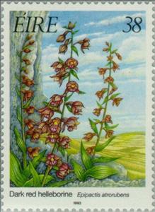 Stamp, Dark Red Helleborine - Epipactis atrorubens, Ireland,  , Flowers, Orchids, Plants (Flora)