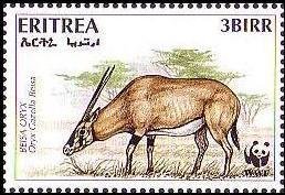 Beisa Oryx (Oryx beisa)