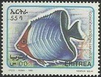 Orangeface Butterflyfish (Gonochaetodon larvatus)