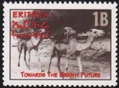 Pack Camels
